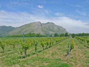 ▲テラーロ社の畑。背後にはモンテ・カミーノ山。北のロッカモンフィーナと南のモンテ・カミーノに挟まれるような山がちな地形に位置している。