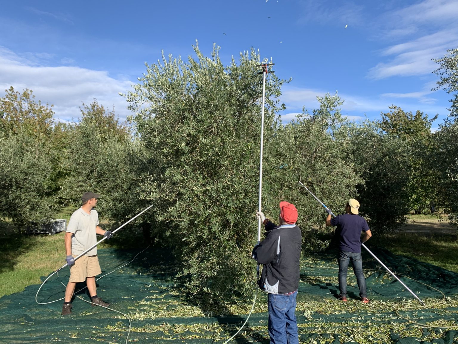 イタリア最北東、フリウリのオリーブ収穫 | イタリア好き